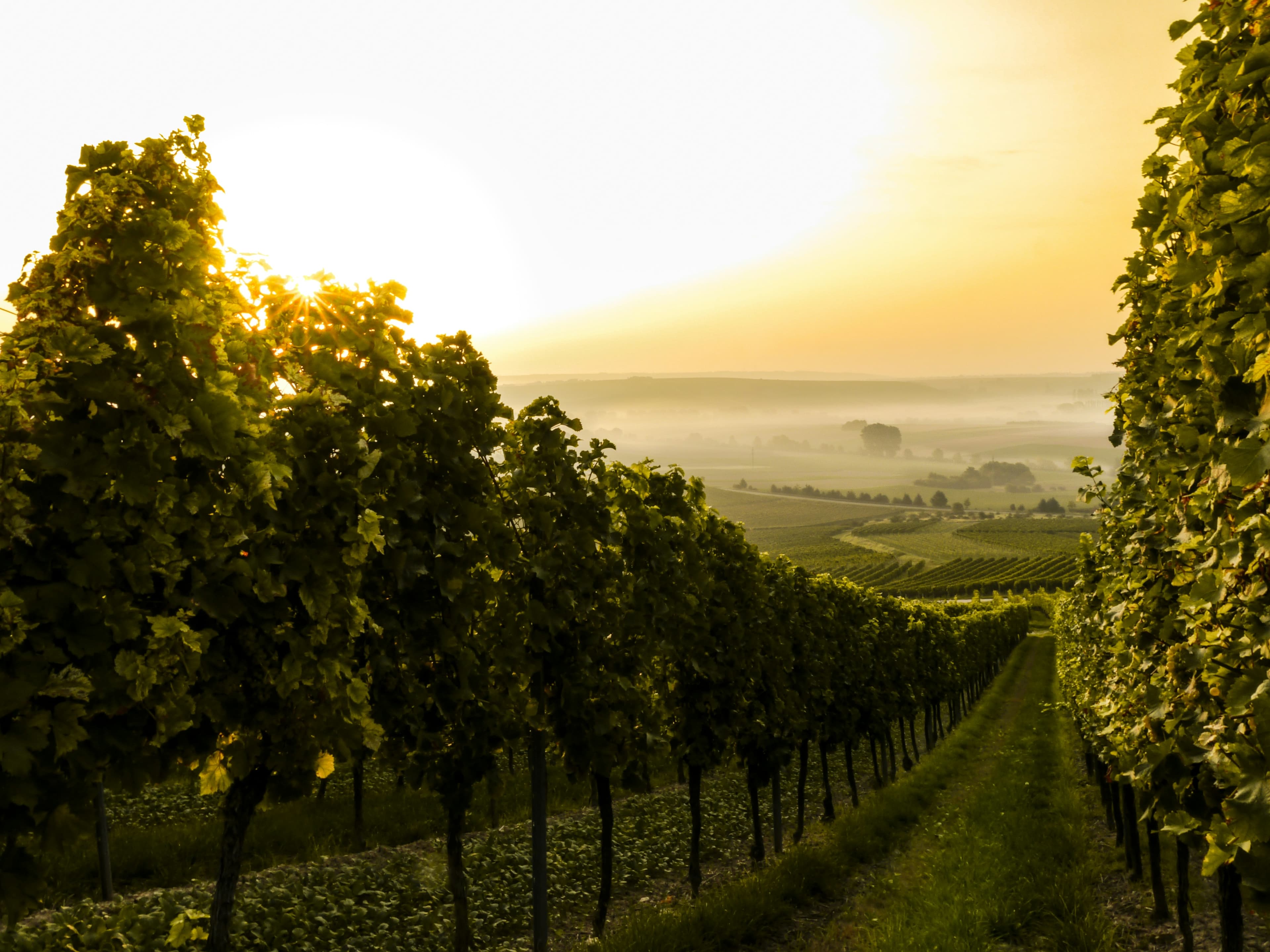 Vineyard at sunset
